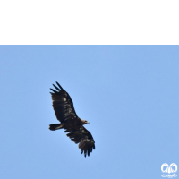 گونه عقاب خالدار کوچک Lesser Spotted Eagle